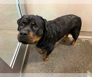 Rottweiler Dogs for adoption in Berkeley , CA, USA