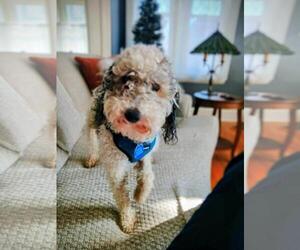 Poodle (Miniature) Dogs for adoption in St. Louis Park, MN, USA