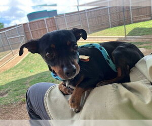 Chihuahua-Unknown Mix Dogs for adoption in Plano, TX, USA