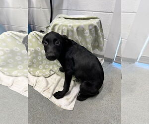 Labrador Retriever-Unknown Mix Dogs for adoption in Sterling, MA, USA