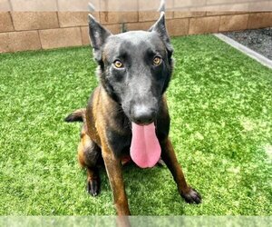 Mutt Dogs for adoption in Moreno Valley, CA, USA