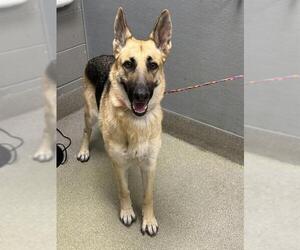 German Shepherd Dog-Unknown Mix Dogs for adoption in Las Vegas, NV, USA