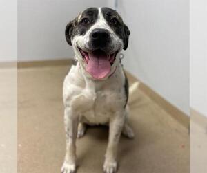 Anatolian Shepherd-Labrador Retriever Mix Dogs for adoption in Aurora, CO, USA