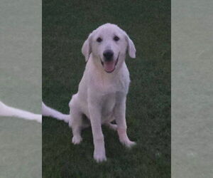 Great Pyrenees-Unknown Mix Dogs for adoption in Grafton, WI, USA
