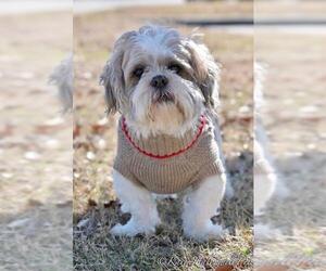 Shih Apso Dogs for adoption in McKinney, TX, USA