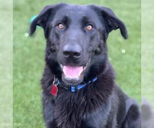 Labrador Retriever-Unknown Mix Dogs for adoption in San Diego, CA, USA