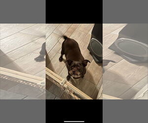 Chihuahua-Unknown Mix Dogs for adoption in Chandler, AZ, USA