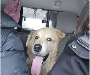 Great Pyrenees Dogs for adoption in Croydon, NH, USA