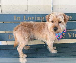 Mutt Dogs for adoption in Downey, CA, USA