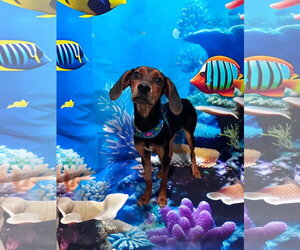 Coonhound-Unknown Mix Dogs for adoption in Germantown, OH, USA