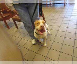 American Staffordshire Terrier-Unknown Mix Dogs for adoption in Ocala, FL, USA