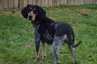 Bluetick Coonhound Dogs for adoption in Richmond, IN, USA