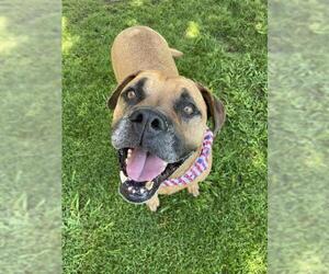 Boxer-Unknown Mix Dogs for adoption in Tulsa, OK, USA