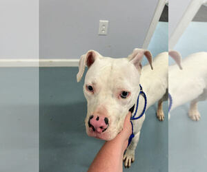 Mutt Dogs for adoption in Linton, IN, USA
