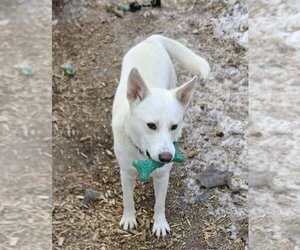 German Shepherd Dog-Unknown Mix Dogs for adoption in Waterloo, IA, USA