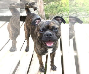 Buggs Dogs for adoption in Boonton, NJ, USA