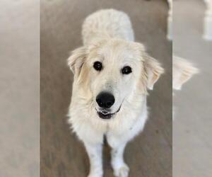 Great Pyrenees-Unknown Mix Dogs for adoption in Royse City, TX, USA
