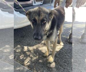 German Shepherd Dog Dogs for adoption in Stockton, CA, USA