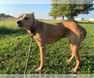 Labrador Retriever Dogs for adoption in Hillsdale, IN, USA