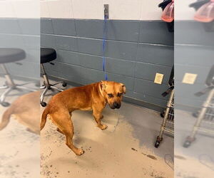 Black Mouth Cur-Unknown Mix Dogs for adoption in Tallahassee, FL, USA