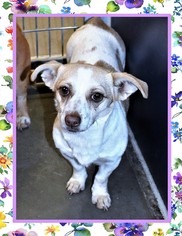 Chi-Corgi Dogs for adoption in San Jacinto, CA, USA