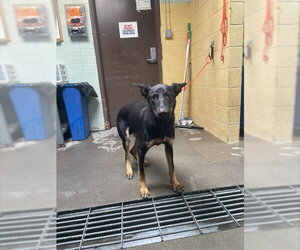 German Shepherd Dog Dogs for adoption in Stockton, CA, USA