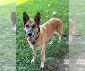 German Shepherd Dog Dogs for adoption in Riverside, CA, USA