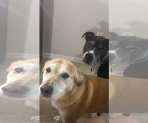Bullboxer Pit Dogs for adoption in Queen Creek, AZ, USA