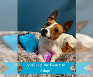 Rat Terrier Dogs for adoption in Salinas, CA, USA