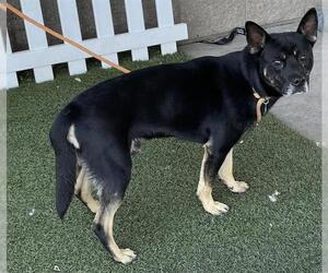 German Shepherd Dog-Staffordshire Bull Terrier Mix Dogs for adoption in Modesto, CA, USA