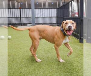 Labrador Retriever-Unknown Mix Dogs for adoption in Waco, TX, USA