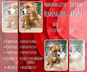 Chihuahua-Unknown Mix Dogs for adoption in Jacksonville, NC, USA