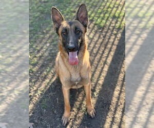 Mutt Dogs for adoption in Riverside, CA, USA