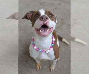 American Pit Bull Terrier-Unknown Mix Dogs for adoption in McKinney, TX, USA