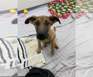 American Pit Bull Terrier-German Shepherd Dog Mix Dogs for adoption in Fort Wayne, IN, USA