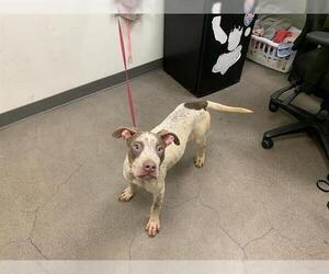 American Pit Bull Terrier-Bullmastiff Mix Dogs for adoption in Berkeley , CA, USA