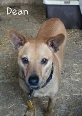 Mutt Dogs for adoption in Templeton, CA, USA