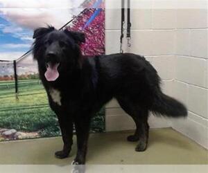 German Shepherd Dog-Unknown Mix Dogs for adoption in Moreno Valley, CA, USA