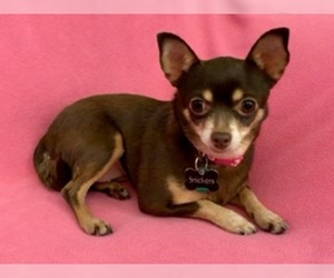 Chihuahua Dogs for adoption in Grove City, OH, USA