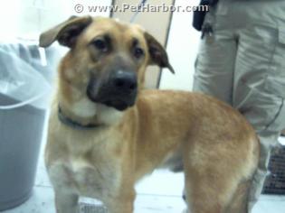 Medium Photo #1 German Shepherd Dog-Unknown Mix Puppy For Sale in Conroe, TX, USA