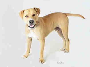 Labrador Retriever-Unknown Mix Dogs for adoption in South Lake Tahoe, CA, USA