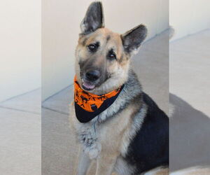 German Shepherd Dog-Unknown Mix Dogs for adoption in McKinney, TX, USA