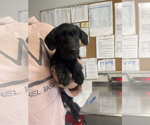 Dachshund-Unknown Mix Dogs for adoption in Bolivar, MO, USA