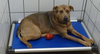Shepweiller Dogs for adoption in Zanesville, OH, USA