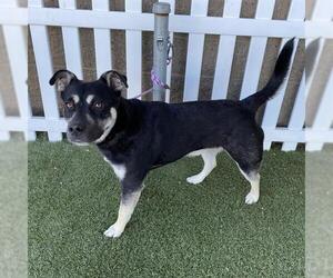 Staffordshire Bull Terrier-Unknown Mix Dogs for adoption in Modesto, CA, USA