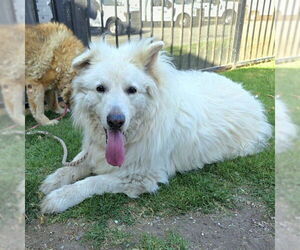 Labrenees Dogs for adoption in Long Beach, CA, USA