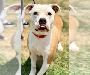 American Bulldog-Labrador Retriever Mix Dogs for adoption in Manahawkin, NJ, USA