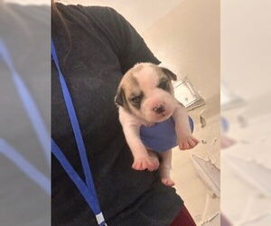 Staffordshire Bull Terrier-Unknown Mix Dogs for adoption in Houston, TX, USA