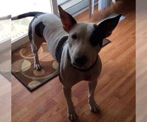 Bull Terrier Dogs for adoption in Battle Ground, WA, USA
