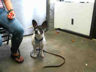 Medium Photo #1 Welsh Terrier Puppy For Sale in Tulsa, OK, USA